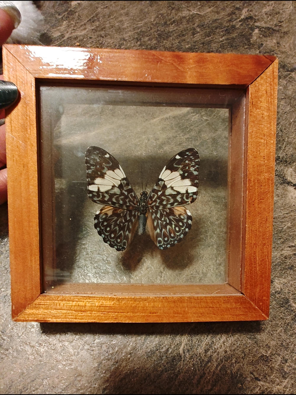 Framed Butterfly Shadow Box - Brown Wood Frame